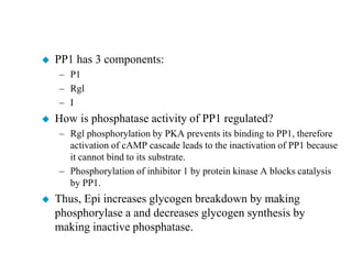    PP1 has 3 components:
    – P1
    – Rgl
    – I
   How is phosphatase activity of PP1 regulated?
    – Rgl phosphorylation by PKA prevents its binding to PP1, therefore
      activation of cAMP cascade leads to the inactivation of PP1 because
      it cannot bind to its substrate.
    – Phosphorylation of inhibitor 1 by protein kinase A blocks catalysis
      by PP1.
   Thus, Epi increases glycogen breakdown by making
    phosphorylase a and decreases glycogen synthesis by
    making inactive phosphatase.
 