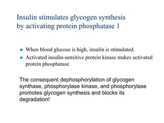 Insulin stimulates glycogen synthesis
by activating protein phosphatase 1


   When blood glucose is high, insulin is stimulated.
   Activated insulin-sensitive protein kinase makes activated
    protein phosphatase

The consequent dephosphorylation of glycogen
synthase, phosphorylase kinase, and phosphorylase
promotes glycogen synthesis and blocks its
degradation!
 