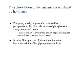 Phosphorylation of the enzymes is regulated
by hormones


   Phosphorylated groups can be removed by
    phosphatases; therefore, the action of phosphatases
    always opposes kinases.
    –   If kinases activity is greater than activity of phosphatase, the
        enzyme is in the phosphorylated mode.

   Insulin, Glucagon, and Epi are three important
    hormones which affect glycogen metabolism!
 