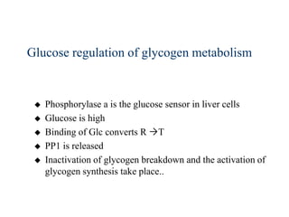 Glucose regulation of glycogen metabolism


    Phosphorylase a is the glucose sensor in liver cells
    Glucose is high
    Binding of Glc converts R T
    PP1 is released
    Inactivation of glycogen breakdown and the activation of
     glycogen synthesis take place..
 
