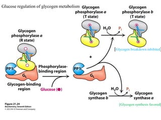 Glucose regulation of glycogen metabolism




                                            [Glycogen breakdown inhibited]




                                               [Glycogen synthesis favored]
 