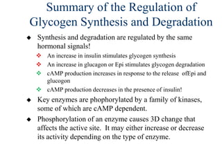 Summary of the Regulation of
Glycogen Synthesis and Degradation
   Synthesis and degradation are regulated by the same
    hormonal signals!
     An increase in insulin stimulates glycogen synthesis
     An increase in glucagon or Epi stimulates glycogen degradation
     cAMP production increases in response to the release ofEpi and
      glucogon
     cAMP production decreases in the presence of insulin!
   Key enzymes are phophorylated by a family of kinases,
    some of which are cAMP dependent.
   Phosphorylation of an enzyme causes 3D change that
    affects the active site. It may either increase or decrease
    its activity depending on the type of enzyme.
 
