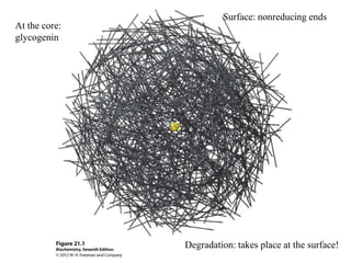 Surface: nonreducing ends
At the core:
glycogenin




               Degradation: takes place at the surface!
 