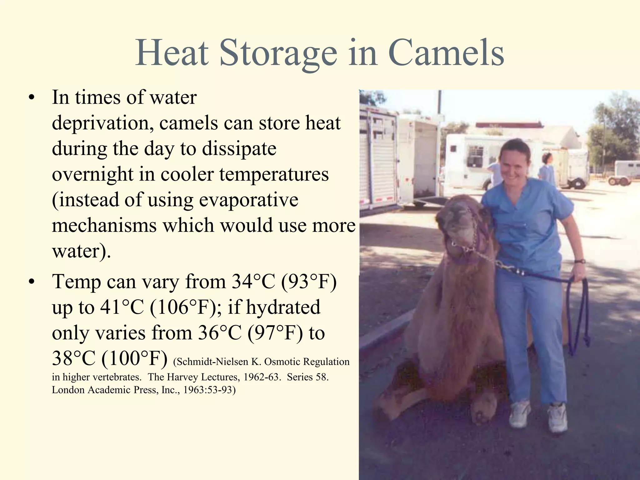 Heat Storage in Camels
• In times of water
  deprivation, camels can store heat
  during the day to dissipate
  overnight in cooler temperatures
  (instead of using evaporative
  mechanisms which would use more
  water).
• Temp can vary from 34°C (93°F)
  up to 41°C (106°F); if hydrated
  only varies from 36°C (97°F) to
  38°C (100°F) (Schmidt-Nielsen K. Osmotic Regulation
   in higher vertebrates. The Harvey Lectures, 1962-63. Series 58.
   London Academic Press, Inc., 1963:53-93)
 