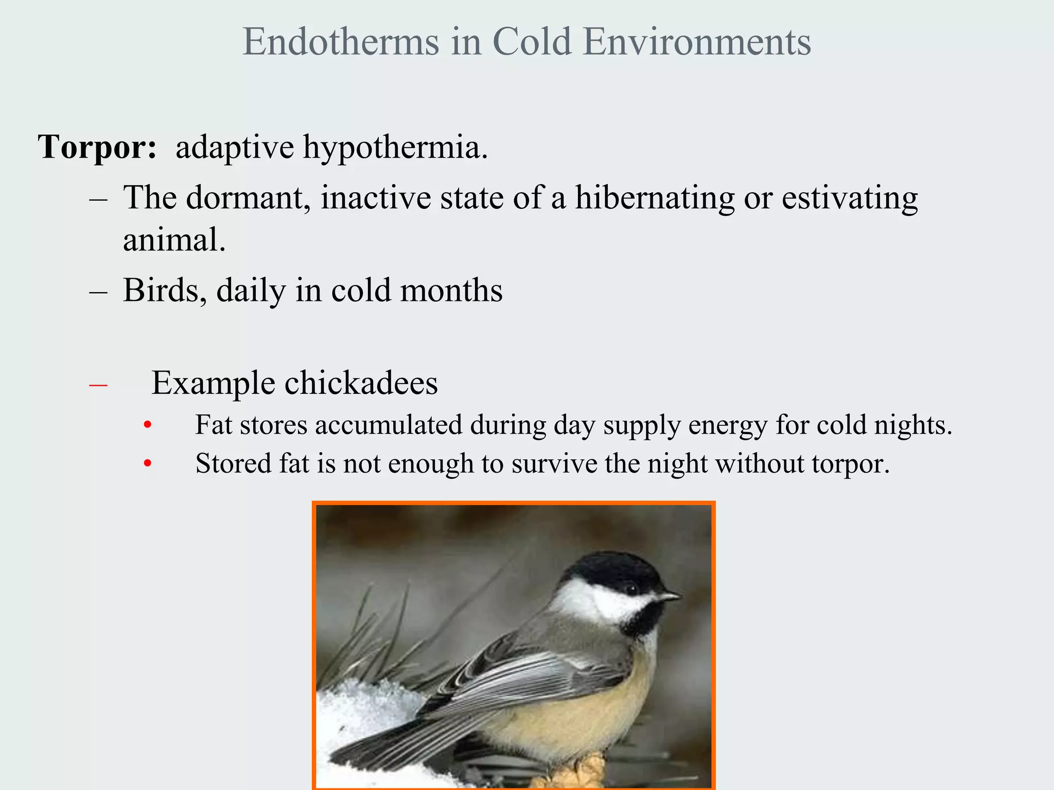 Endotherms in Cold Environments

Torpor: adaptive hypothermia.
   – The dormant, inactive state of a hibernating or estivating
     animal.
   – Birds, daily in cold months

   –    Example chickadees
       •   Fat stores accumulated during day supply energy for cold nights.
       •   Stored fat is not enough to survive the night without torpor.
 