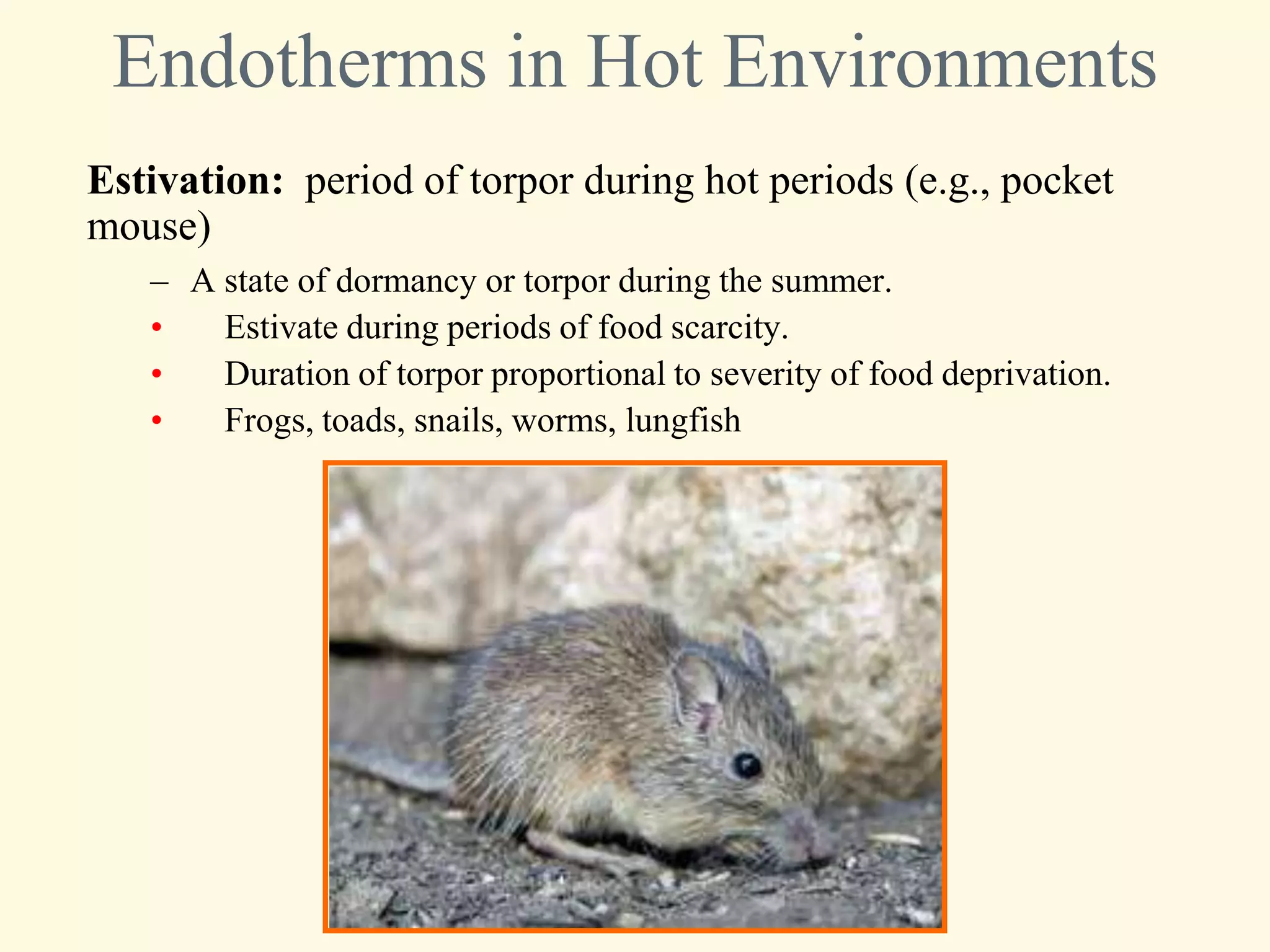 Endotherms in Hot Environments
Estivation: period of torpor during hot periods (e.g., pocket
mouse)
   – A state of dormancy or torpor during the summer.
   •   Estivate during periods of food scarcity.
   •   Duration of torpor proportional to severity of food deprivation.
   •   Frogs, toads, snails, worms, lungfish
 