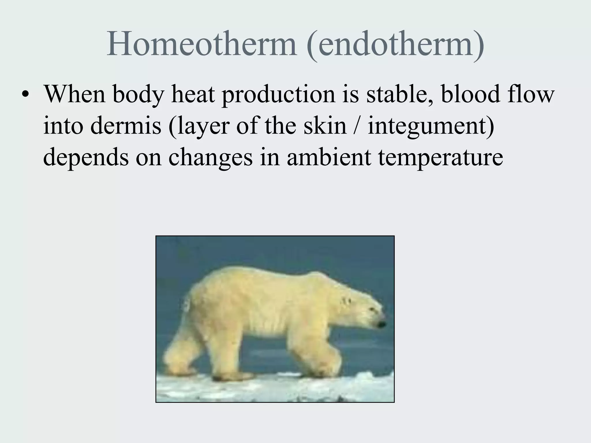 Homeotherm (endotherm)
• When body heat production is stable, blood flow
  into dermis (layer of the skin / integument)
  depends on changes in ambient temperature
 