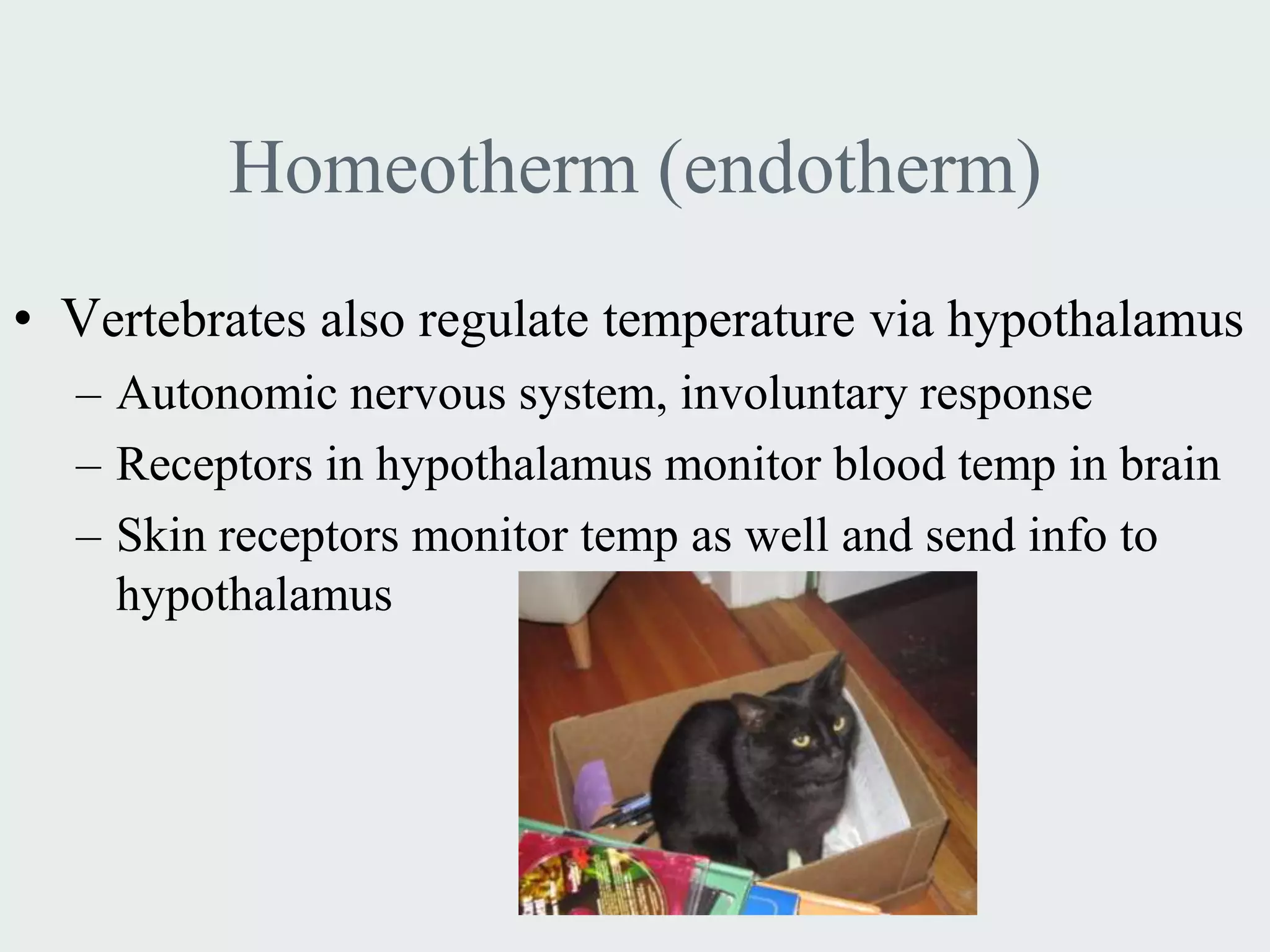 Homeotherm (endotherm)
• Vertebrates also regulate temperature via hypothalamus
  – Autonomic nervous system, involuntary response
  – Receptors in hypothalamus monitor blood temp in brain
  – Skin receptors monitor temp as well and send info to
    hypothalamus
 