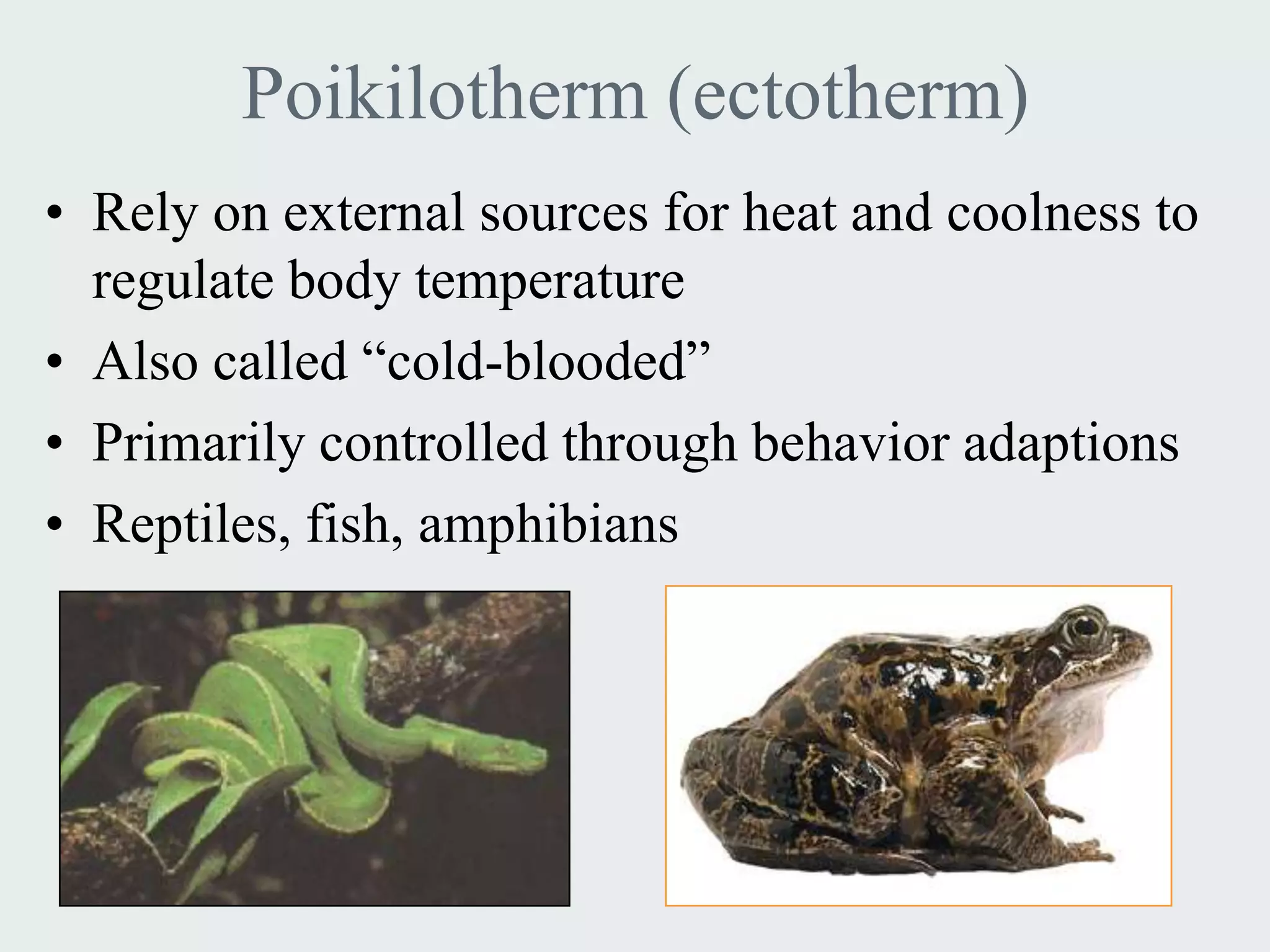 Poikilotherm (ectotherm)
• Rely on external sources for heat and coolness to
  regulate body temperature
• Also called “cold-blooded”
• Primarily controlled through behavior adaptions
• Reptiles, fish, amphibians
 