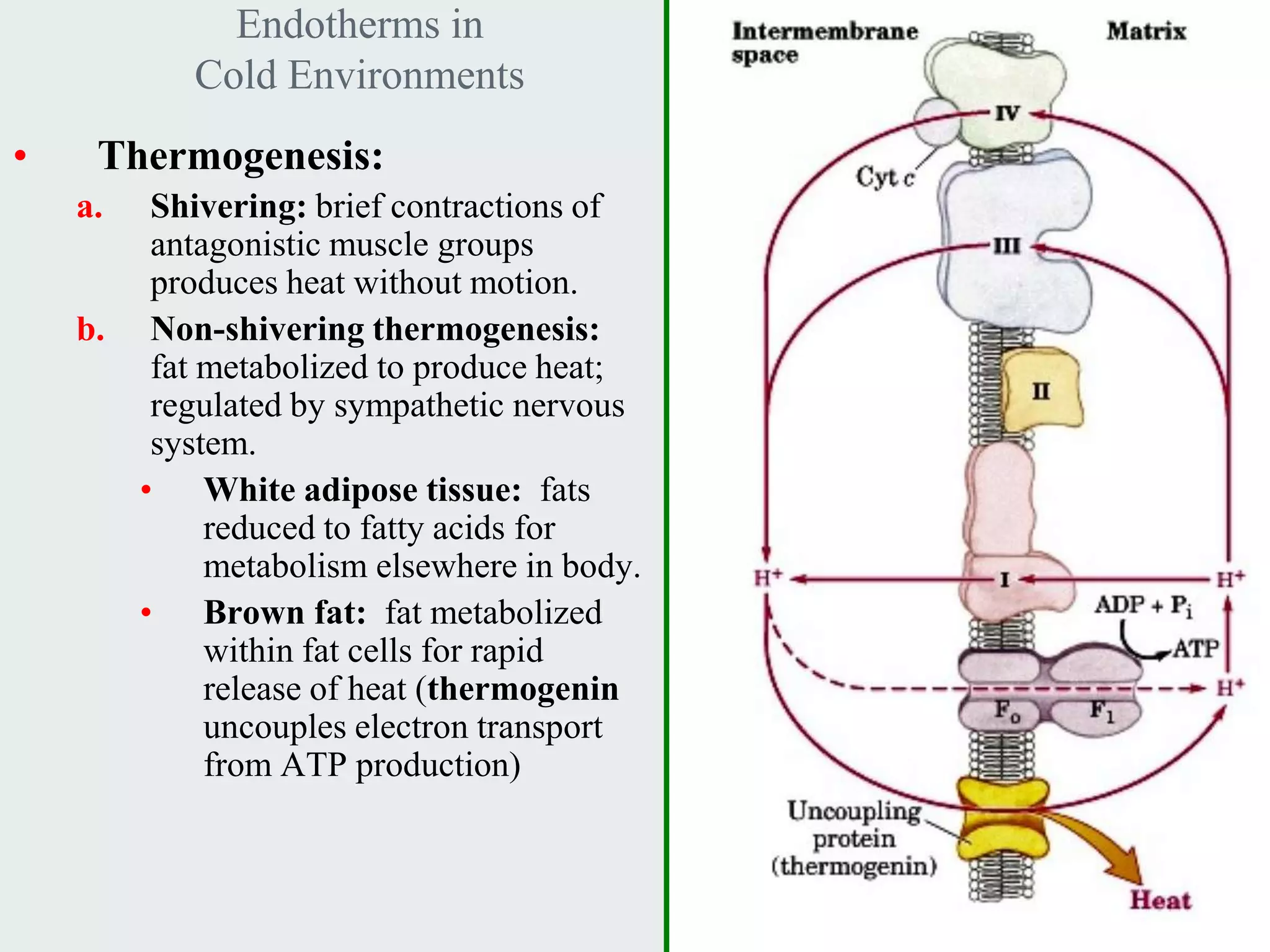 Endotherms in
           Cold Environments
•    Thermogenesis:
    a.  Shivering: brief contractions of
        antagonistic muscle groups
        produces heat without motion.
    b. Non-shivering thermogenesis:
        fat metabolized to produce heat;
        regulated by sympathetic nervous
        system.
       • White adipose tissue: fats
            reduced to fatty acids for
            metabolism elsewhere in body.
       • Brown fat: fat metabolized
            within fat cells for rapid
            release of heat (thermogenin
            uncouples electron transport
            from ATP production)



                                            Fig. 17-2
 