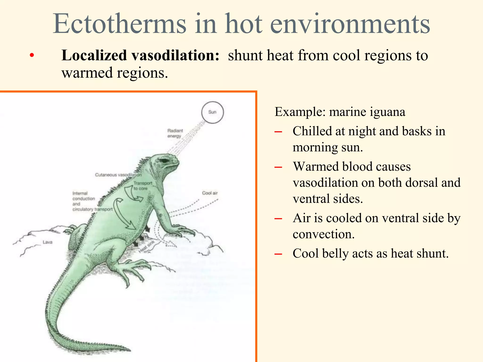 Ectotherms in hot environments
•   Localized vasodilation: shunt heat from cool regions to
    warmed regions.

                                   Example: marine iguana
                                   – Chilled at night and basks in
                                      morning sun.
                                   – Warmed blood causes
                                      vasodilation on both dorsal and
                                      ventral sides.
                                   – Air is cooled on ventral side by
                                      convection.
                                   – Cool belly acts as heat shunt.
 