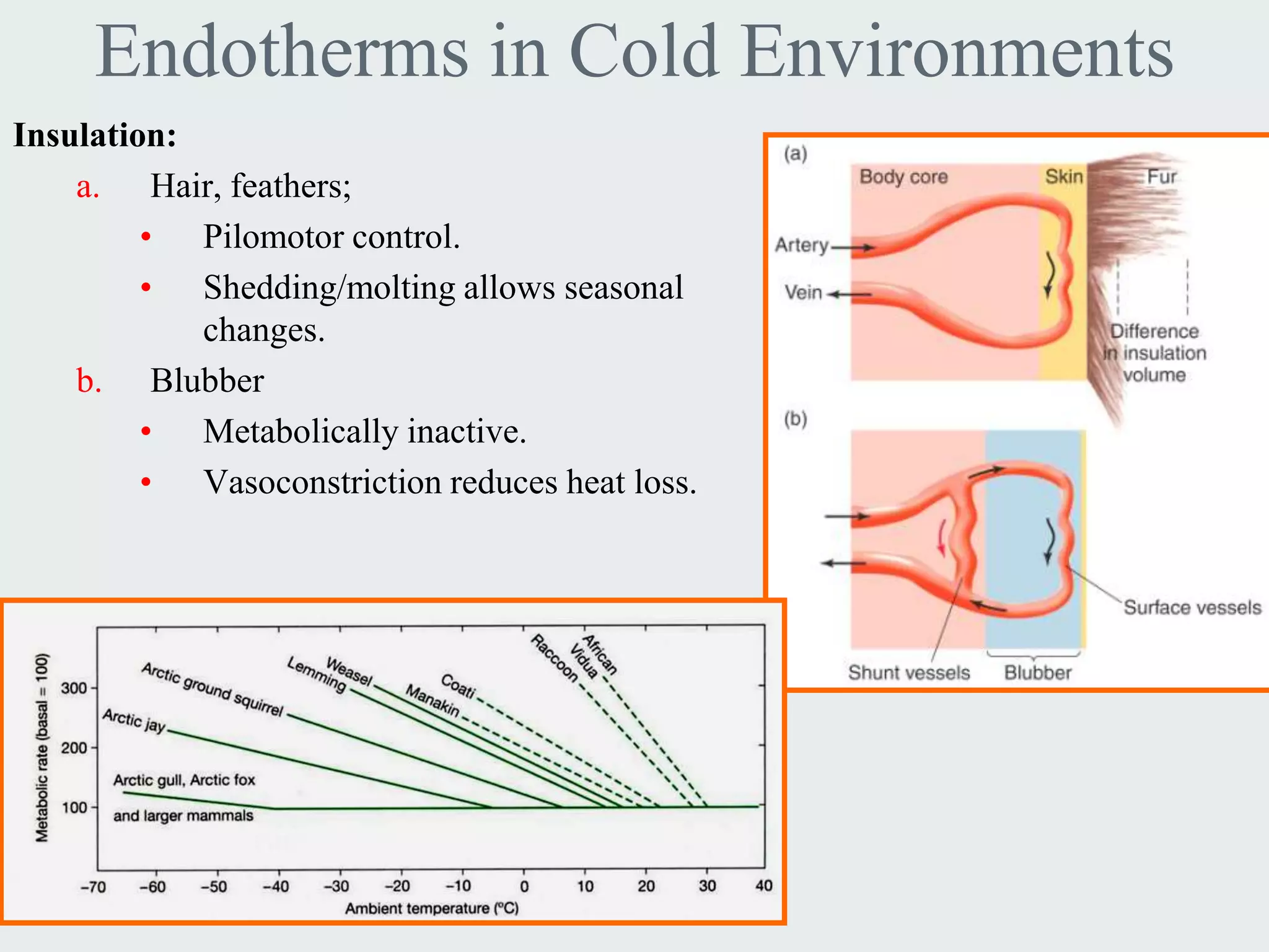 Endotherms in Cold Environments
Insulation:
    a. Hair, feathers;
         • Pilomotor control.
         • Shedding/molting allows seasonal
            changes.
    b. Blubber
         • Metabolically inactive.
         • Vasoconstriction reduces heat loss.
 