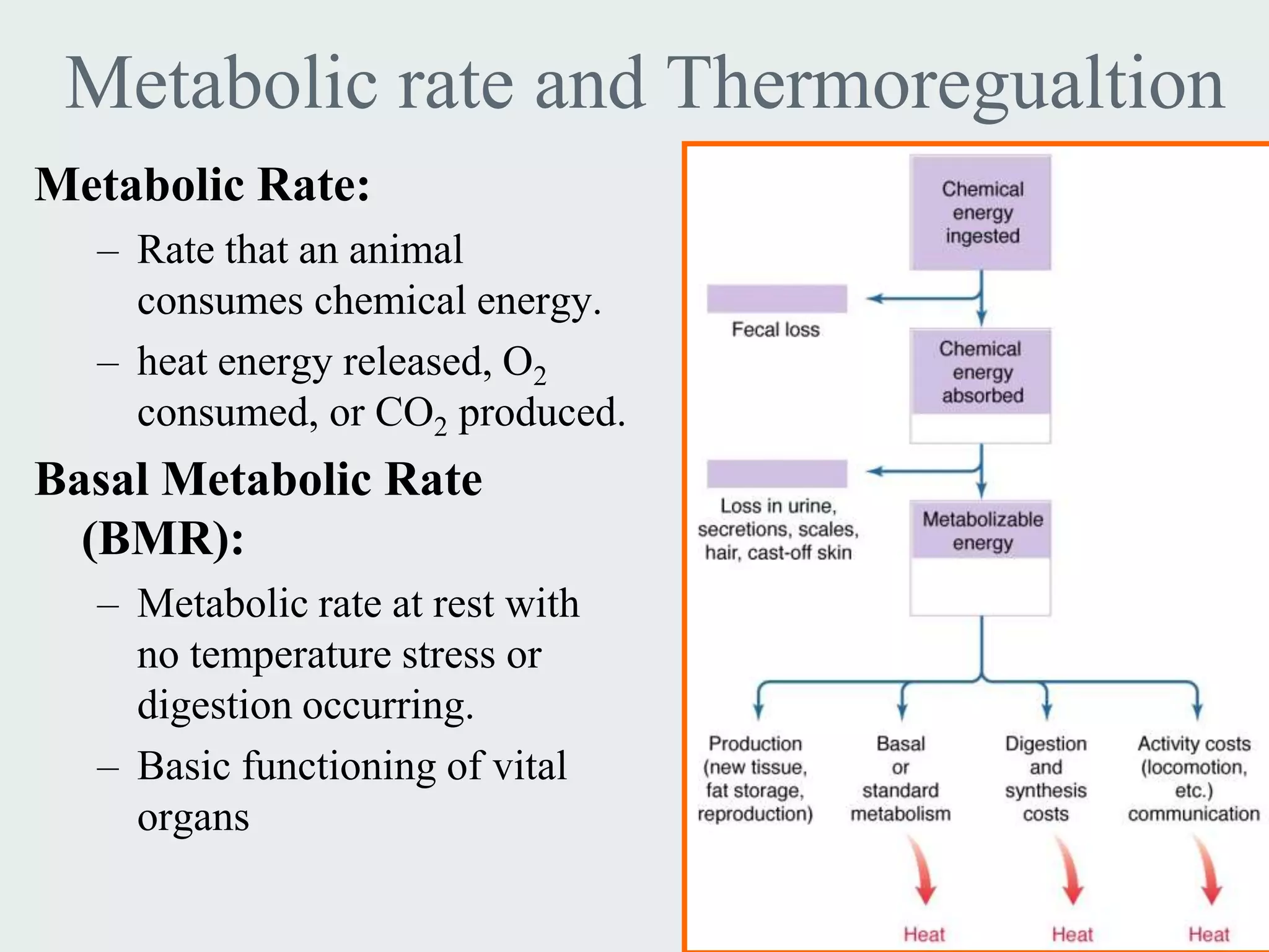 Metabolic rate and Thermoregualtion
Metabolic Rate:
  – Rate that an animal
    consumes chemical energy.
  – heat energy released, O2
    consumed, or CO2 produced.
Basal Metabolic Rate
  (BMR):
  – Metabolic rate at rest with
    no temperature stress or
    digestion occurring.
  – Basic functioning of vital
    organs
 