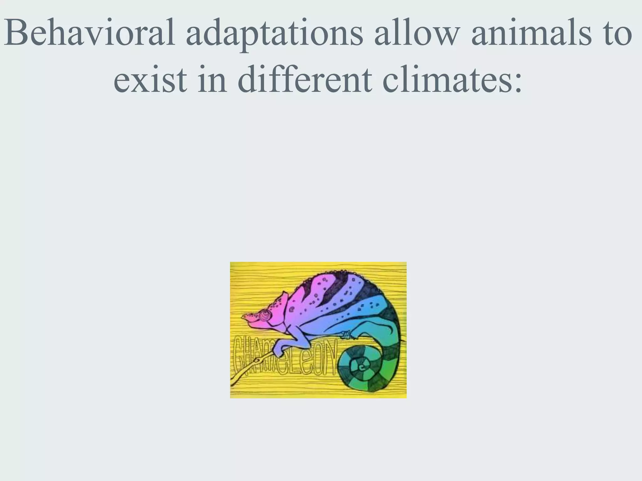 Behavioral adaptations allow animals to
      exist in different climates:
 
