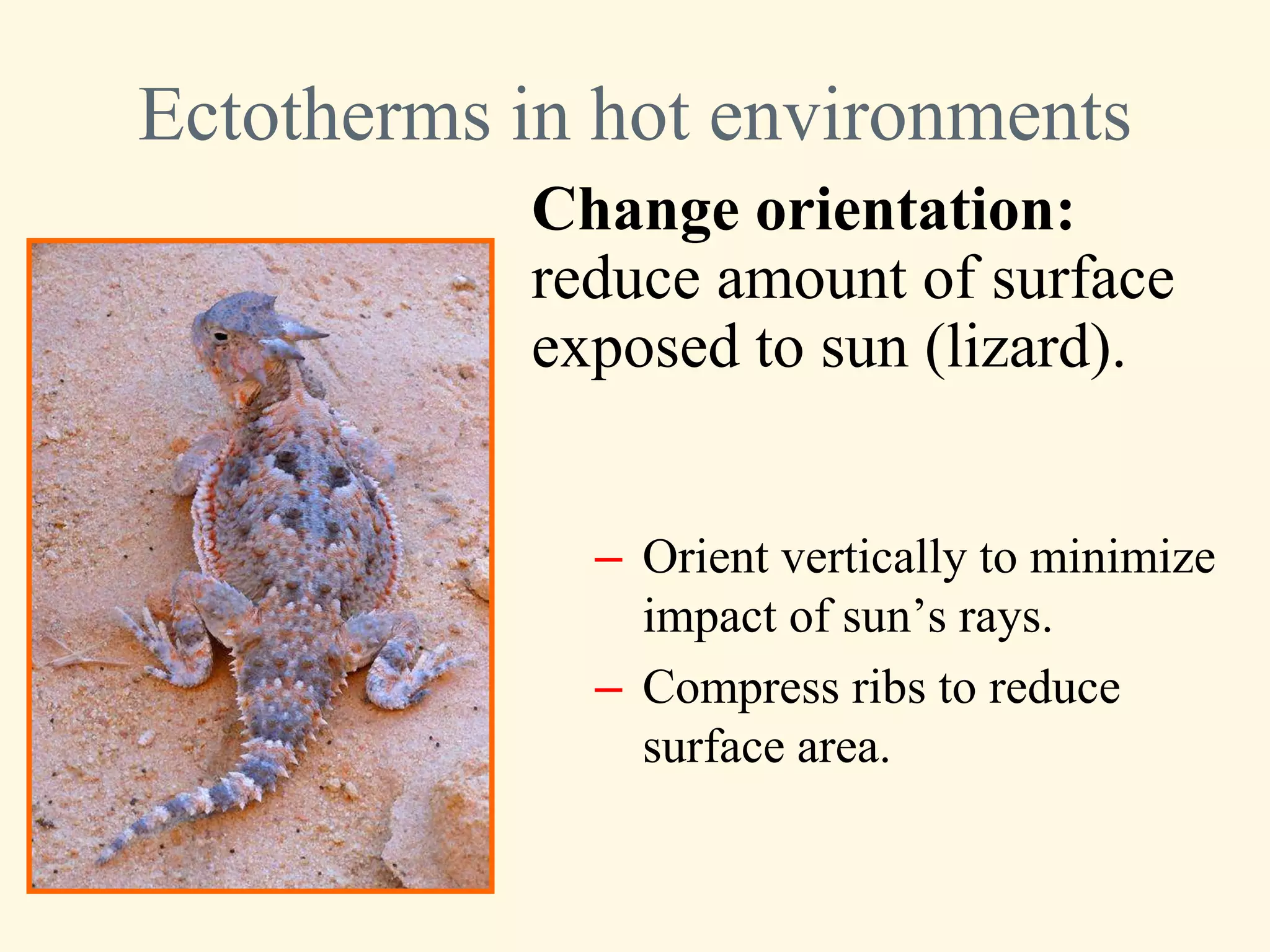 Ectotherms in hot environments
           Change orientation:
           reduce amount of surface
           exposed to sun (lizard).


             – Orient vertically to minimize
               impact of sun’s rays.
             – Compress ribs to reduce
               surface area.
 