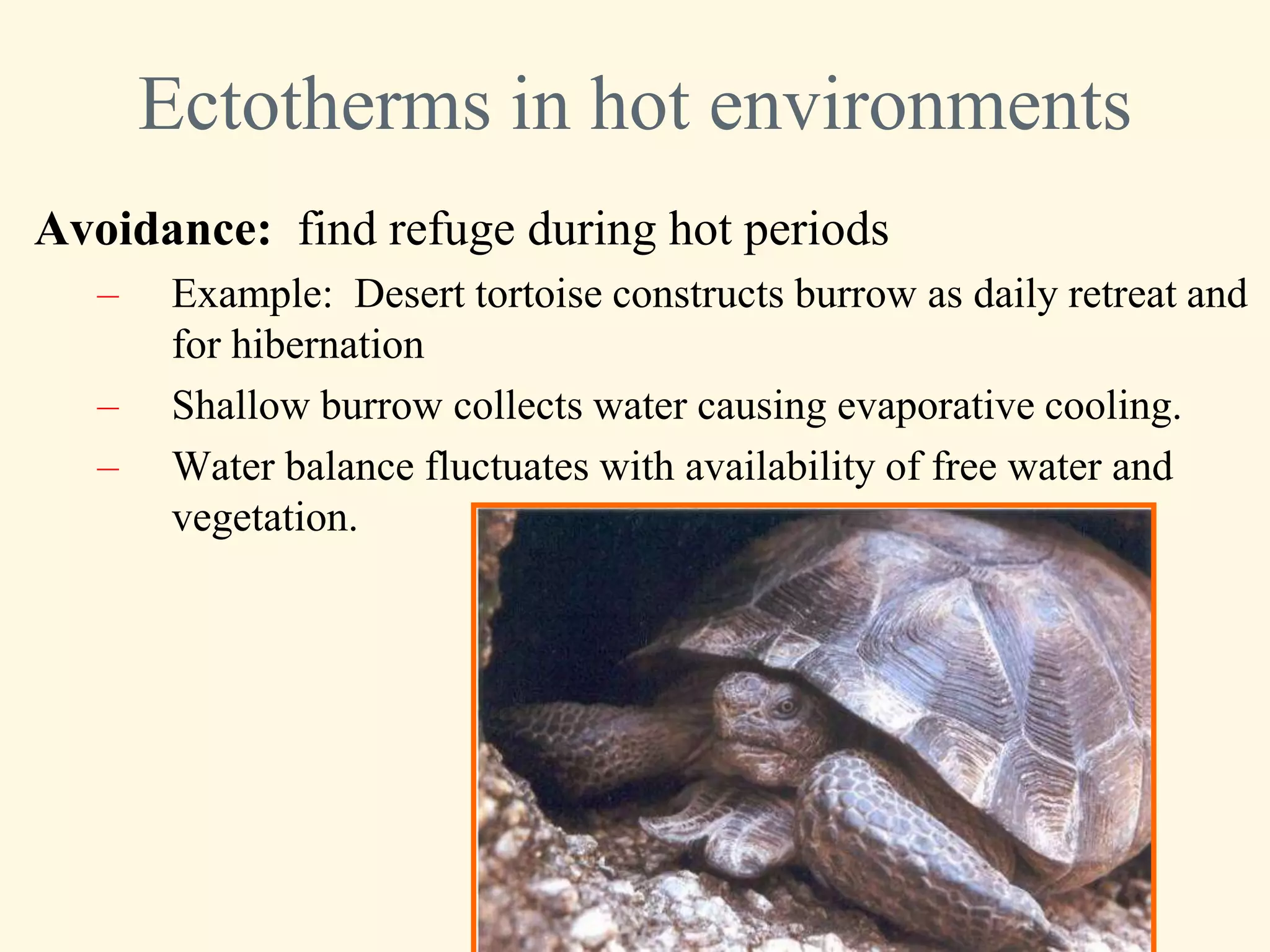 Ectotherms in hot environments
Avoidance: find refuge during hot periods
   –    Example: Desert tortoise constructs burrow as daily retreat and
        for hibernation
   –    Shallow burrow collects water causing evaporative cooling.
   –    Water balance fluctuates with availability of free water and
        vegetation.
 