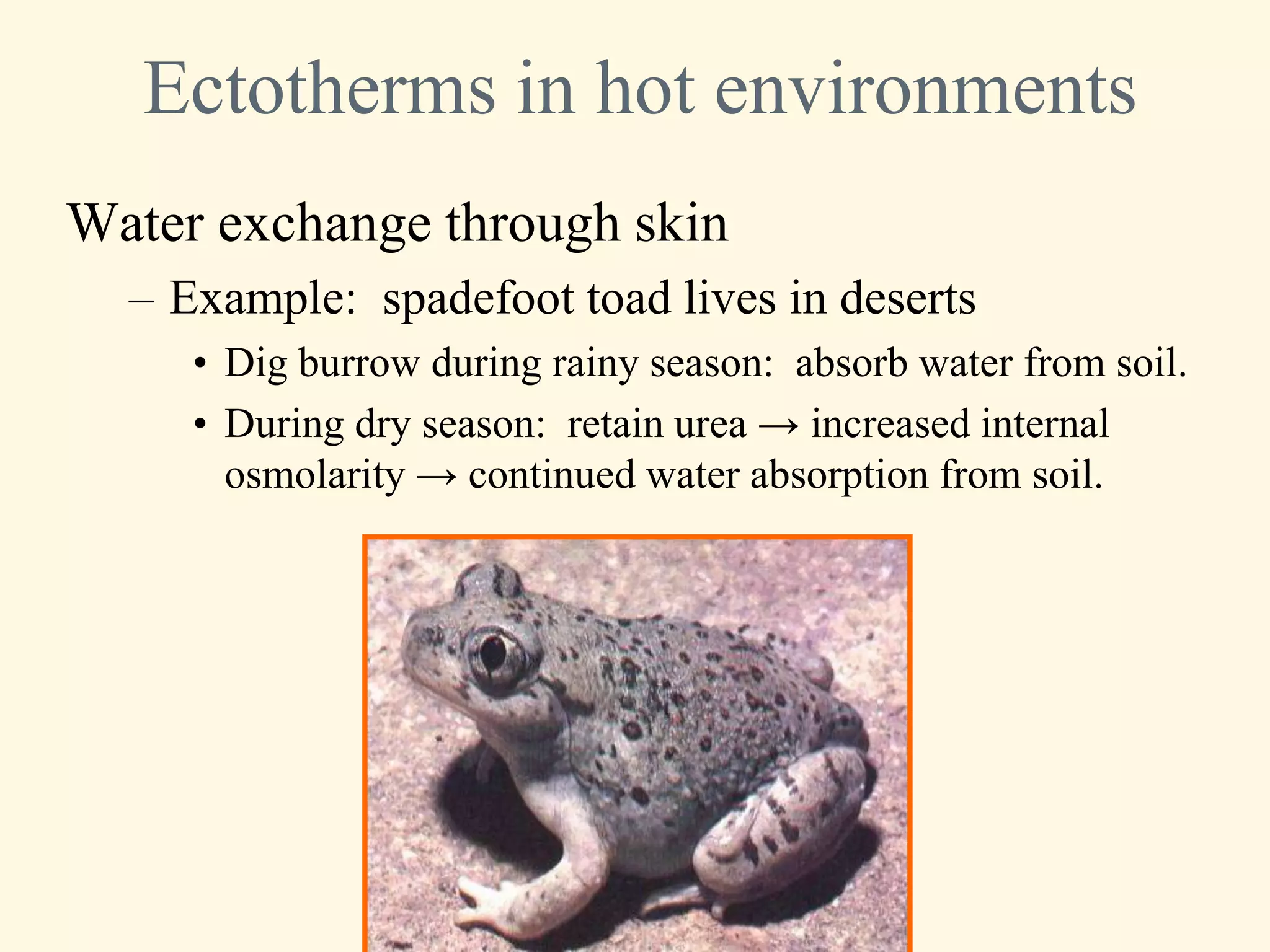 Ectotherms in hot environments
Water exchange through skin
  – Example: spadefoot toad lives in deserts
     • Dig burrow during rainy season: absorb water from soil.
     • During dry season: retain urea → increased internal
       osmolarity → continued water absorption from soil.
 