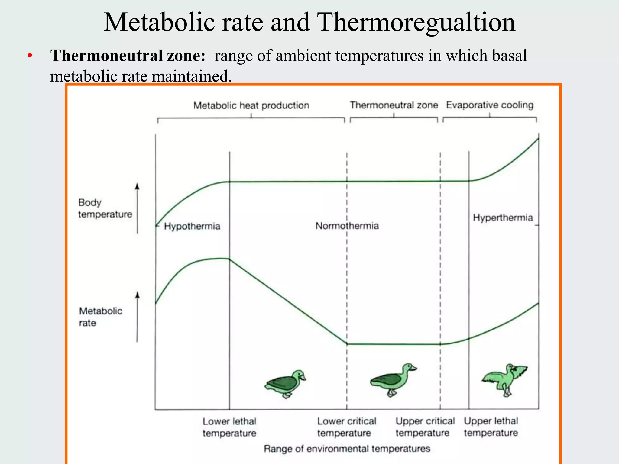 Metabolic rate and Thermoregualtion
• Thermoneutral zone: range of ambient temperatures in which basal
  metabolic rate maintained.
 