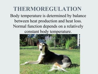 THERMOREGULATION
Body temperature is determined by balance
  between heat production and heat loss.
 Normal function depends on a relatively
       constant body temperature.
 