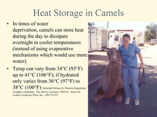 Heat Storage in Camels
• In times of water
  deprivation, camels can store heat
  during the day to dissipate
  overnight in cooler temperatures
  (instead of using evaporative
  mechanisms which would use more
  water).
• Temp can vary from 34°C (93°F)
  up to 41°C (106°F); if hydrated
  only varies from 36°C (97°F) to
  38°C (100°F) (Schmidt-Nielsen K. Osmotic Regulation
   in higher vertebrates. The Harvey Lectures, 1962-63. Series 58.
   London Academic Press, Inc., 1963:53-93)
 