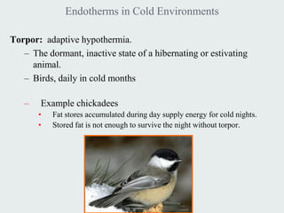 Endotherms in Cold Environments

Torpor: adaptive hypothermia.
   – The dormant, inactive state of a hibernating or estivating
     animal.
   – Birds, daily in cold months

   –    Example chickadees
       •   Fat stores accumulated during day supply energy for cold nights.
       •   Stored fat is not enough to survive the night without torpor.
 