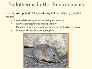 Endotherms in Hot Environments
Estivation: period of torpor during hot periods (e.g., pocket
mouse)
   – A state of dormancy or torpor during the summer.
   •   Estivate during periods of food scarcity.
   •   Duration of torpor proportional to severity of food deprivation.
   •   Frogs, toads, snails, worms, lungfish
 
