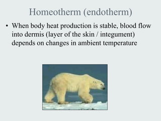 Homeotherm (endotherm)
• When body heat production is stable, blood flow
  into dermis (layer of the skin / integument)
  depends on changes in ambient temperature
 
