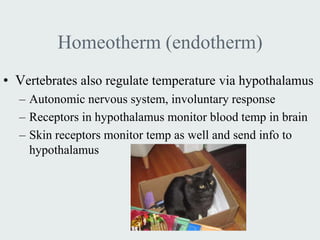 Homeotherm (endotherm)
• Vertebrates also regulate temperature via hypothalamus
  – Autonomic nervous system, involuntary response
  – Receptors in hypothalamus monitor blood temp in brain
  – Skin receptors monitor temp as well and send info to
    hypothalamus
 