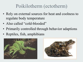 Poikilotherm (ectotherm)
• Rely on external sources for heat and coolness to
  regulate body temperature
• Also called “cold-blooded”
• Primarily controlled through behavior adaptions
• Reptiles, fish, amphibians
 