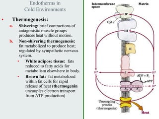Endotherms in
           Cold Environments
•    Thermogenesis:
    a.  Shivering: brief contractions of
        antagonistic muscle groups
        produces heat without motion.
    b. Non-shivering thermogenesis:
        fat metabolized to produce heat;
        regulated by sympathetic nervous
        system.
       • White adipose tissue: fats
            reduced to fatty acids for
            metabolism elsewhere in body.
       • Brown fat: fat metabolized
            within fat cells for rapid
            release of heat (thermogenin
            uncouples electron transport
            from ATP production)



                                            Fig. 17-2
 