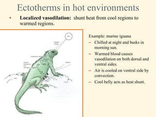 Ectotherms in hot environments
•   Localized vasodilation: shunt heat from cool regions to
    warmed regions.

                                   Example: marine iguana
                                   – Chilled at night and basks in
                                      morning sun.
                                   – Warmed blood causes
                                      vasodilation on both dorsal and
                                      ventral sides.
                                   – Air is cooled on ventral side by
                                      convection.
                                   – Cool belly acts as heat shunt.
 