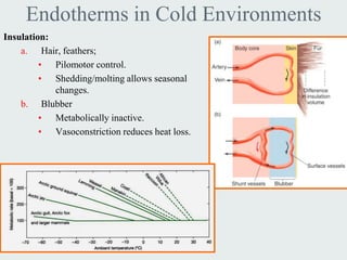 Endotherms in Cold Environments
Insulation:
    a. Hair, feathers;
         • Pilomotor control.
         • Shedding/molting allows seasonal
            changes.
    b. Blubber
         • Metabolically inactive.
         • Vasoconstriction reduces heat loss.
 