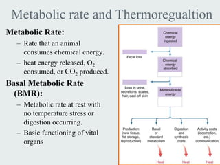 Metabolic rate and Thermoregualtion
Metabolic Rate:
  – Rate that an animal
    consumes chemical energy.
  – heat energy released, O2
    consumed, or CO2 produced.
Basal Metabolic Rate
  (BMR):
  – Metabolic rate at rest with
    no temperature stress or
    digestion occurring.
  – Basic functioning of vital
    organs
 