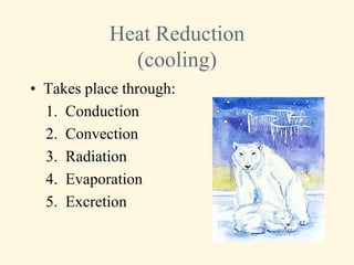 Heat Reduction
             (cooling)
• Takes place through:
  1. Conduction
  2. Convection
  3. Radiation
  4. Evaporation
  5. Excretion
 