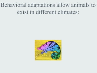 Behavioral adaptations allow animals to
      exist in different climates:
 