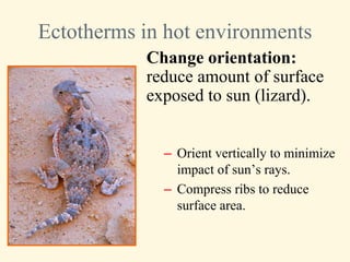 Ectotherms in hot environments
           Change orientation:
           reduce amount of surface
           exposed to sun (lizard).


             – Orient vertically to minimize
               impact of sun’s rays.
             – Compress ribs to reduce
               surface area.
 