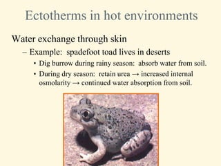 Ectotherms in hot environments
Water exchange through skin
  – Example: spadefoot toad lives in deserts
     • Dig burrow during rainy season: absorb water from soil.
     • During dry season: retain urea → increased internal
       osmolarity → continued water absorption from soil.
 