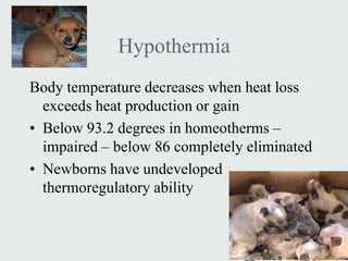 Hypothermia
Body temperature decreases when heat loss
  exceeds heat production or gain
• Below 93.2 degrees in homeotherms –
  impaired – below 86 completely eliminated
• Newborns have undeveloped
  thermoregulatory ability
 