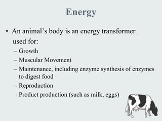 Energy
• An animal’s body is an energy transformer
  used for:
  – Growth
  – Muscular Movement
  – Maintenance, including enzyme synthesis of enzymes
    to digest food
  – Reproduction
  – Product production (such as milk, eggs)
 