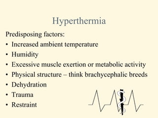 Hyperthermia
Predisposing factors:
• Increased ambient temperature
• Humidity
• Excessive muscle exertion or metabolic activity
• Physical structure – think brachycephalic breeds
• Dehydration
• Trauma
• Restraint
 