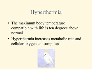 Hyperthermia
• The maximum body temperature
  compatible with life is ten degrees above
  normal.
• Hyperthermia increases metabolic rate and
  cellular oxygen consumption
 
