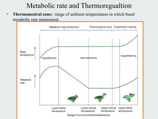 Metabolic rate and Thermoregualtion
• Thermoneutral zone: range of ambient temperatures in which basal
  metabolic rate maintained.
 