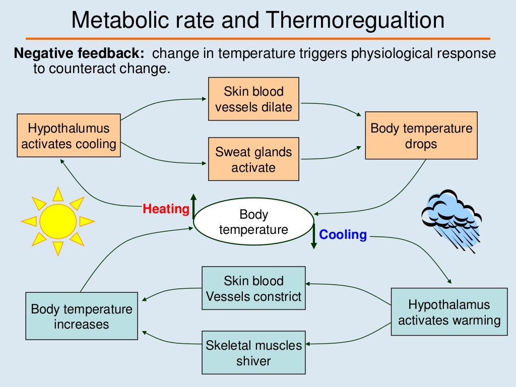 Lec 09 Thermoregulation