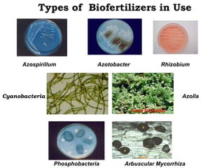 Types of Biofertilizers in Use
Azospirillum Azotobacter Rhizobium
Cyanobacteria Azolla
Arbuscular Mycorrhiza
Phosphobacteria
 
