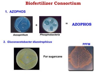 Biofertilizer Consortium
Azospirillum Phosphobacteria
+ = AZOPHOS
1. AZOPHOS
2. Gluconacetobacter diazotrophicus
For sugarcane
PPFM
 