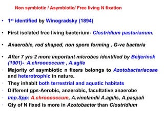 • 1st identified by Winogradsky (1894)
• First isolated free living bacterium- Clostridium pasturianum.
• Anaerobic, rod shaped, non spore forming , G-ve bacteria
• After 7 yrs 2 more important microbes identified by Beijerinck
(1901)- A.chroococcum , A.agile
• Majority of asymbiotic n fixers belongs to Azotobacteriaceae
and heterotrophic in nature.
• They inhabit both terrestrial and aquatic habitats
• Different gps-Aerobic, anaerobic, facultative anaerobe
• Imp.Spp: A.chroococcum, A.vinelandii A.agilis, A.paspali
• Qty of N fixed is more in Azotobacter than Clostridium
Non symbiotic / Asymbiotic/ Free living N fixation
 
