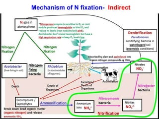Mechanism of N fixation- Indirect
 
