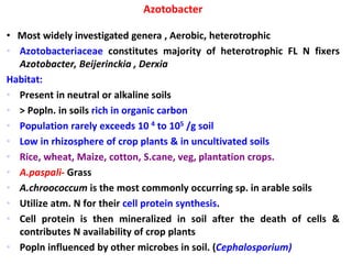 Azotobacter
• Most widely investigated genera , Aerobic, heterotrophic
• Azotobacteriaceae constitutes majority of heterotrophic FL N fixers
Azotobacter, Beijerinckia , Derxia
Habitat:
• Present in neutral or alkaline soils
• > Popln. in soils rich in organic carbon
• Population rarely exceeds 10 4 to 105 /g soil
• Low in rhizosphere of crop plants & in uncultivated soils
• Rice, wheat, Maize, cotton, S.cane, veg, plantation crops.
• A.paspali- Grass
• A.chroococcum is the most commonly occurring sp. in arable soils
• Utilize atm. N for their cell protein synthesis.
• Cell protein is then mineralized in soil after the death of cells &
contributes N availability of crop plants
• Popln influenced by other microbes in soil. (Cephalosporium)
 