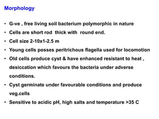 Morphology
• G-ve , free living soil bacterium polymorphic in nature
• Cells are short rod thick with round end.
• Cell size 2-10x1-2.5 m
• Young cells posses peritrichous flagella used for locomotion
• Old cells produce cyst & have enhanced resistant to heat ,
desiccation which favours the bacteria under adverse
conditions.
• Cyst germinate under favourable conditions and produce
veg.cells
• Sensitive to acidic pH, high salts and temperature >35 C
 