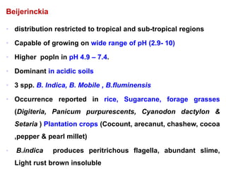 Beijerinckia
• distribution restricted to tropical and sub-tropical regions
• Capable of growing on wide range of pH (2.9- 10)
• Higher popln in pH 4.9 – 7.4.
• Dominant in acidic soils
• 3 spp. B. Indica, B. Mobile , B.fluminensis
• Occurrence reported in rice, Sugarcane, forage grasses
(Digiteria, Panicum purpurescents, Cyanodon dactylon &
Setaria ) Plantation crops (Cocount, arecanut, chashew, cocoa
,pepper & pearl millet)
• B.indica produces peritrichous flagella, abundant slime,
Light rust brown insoluble
 